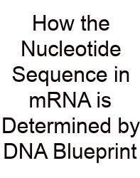How The Nucleotide Sequence In MRNA Is Determined By DNA Blueprint