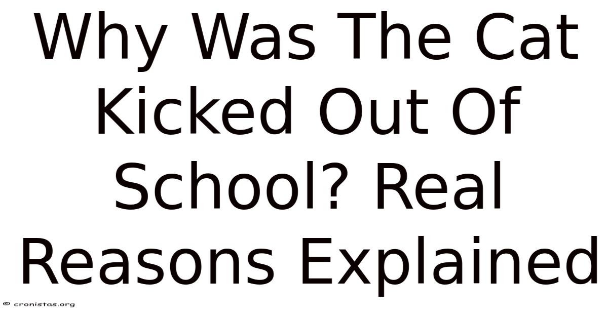 Kick Out Cat Why Was The Cat Kicked Out Of School? Real Reasons Explained